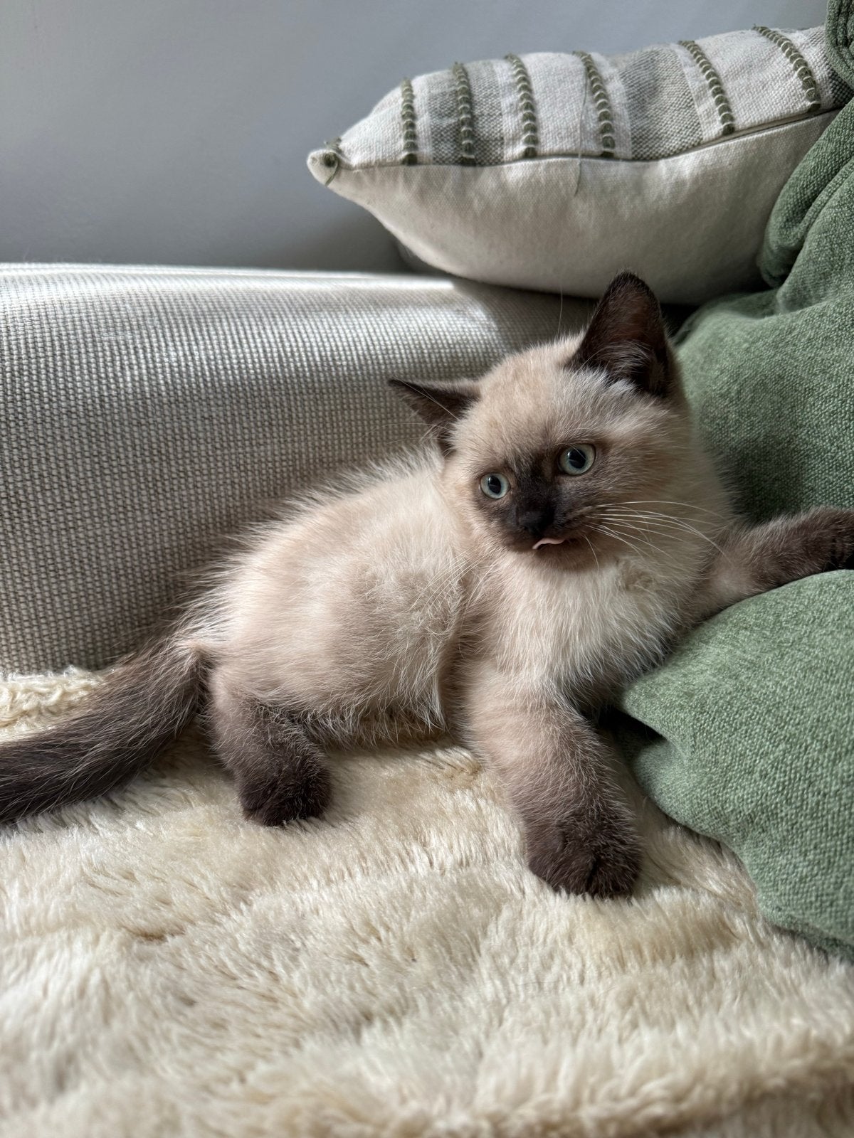 Ragdoll  Noorse Boskat kittens – lang- & kortharig ️, Meerdere dieren
