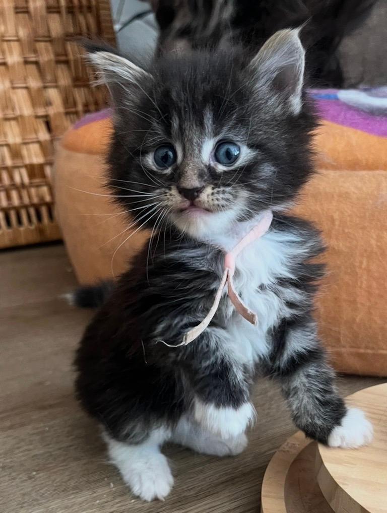 Prachtige Maine Coon kittens ✨, Meerdere dieren