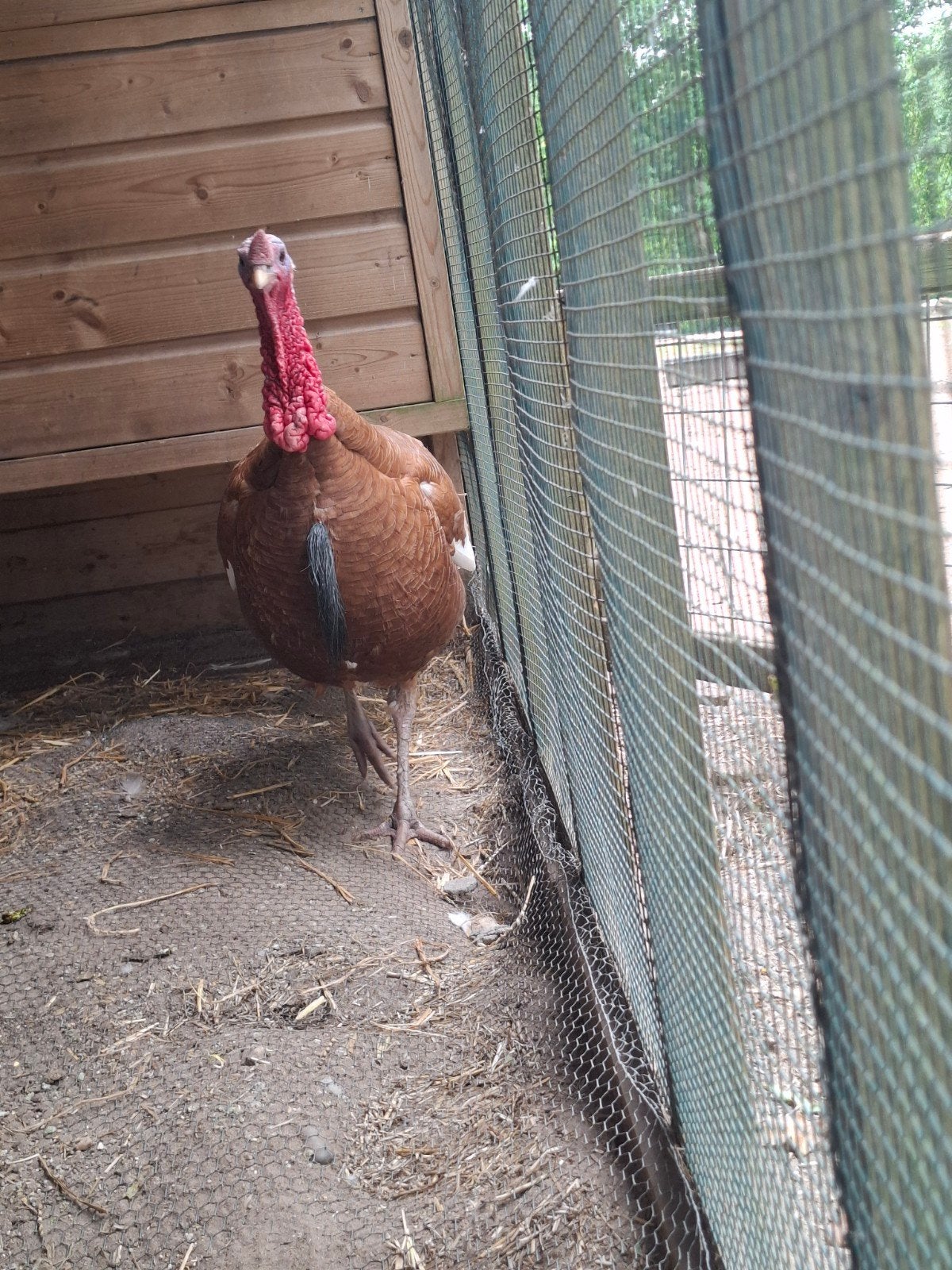Koen de kalkoen, Dieren en Toebehoren, Pluimvee, Mannelijk, Kalkoen