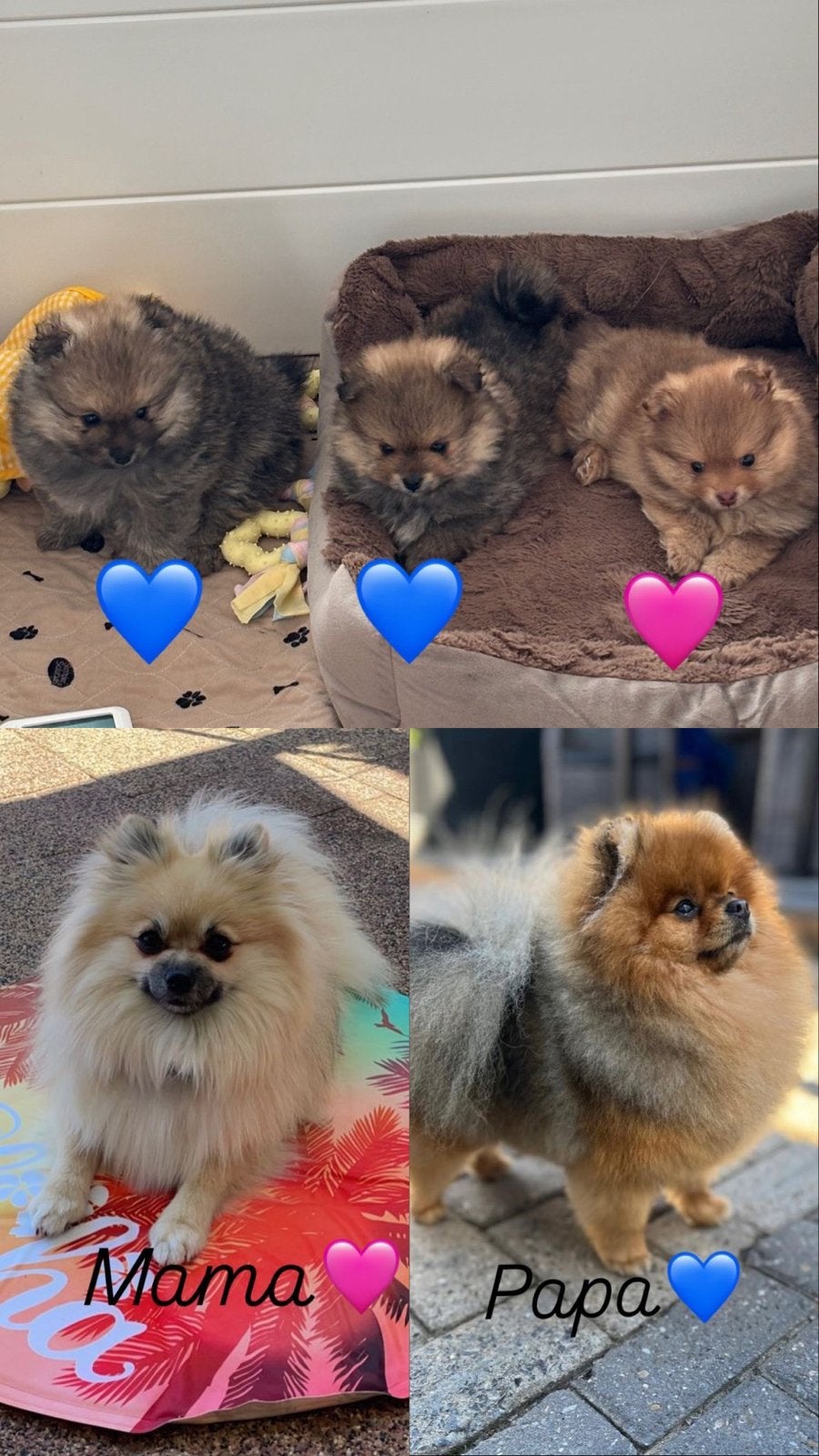 Pomeriaan / dwergkees )pups te koop, Parvo, 8 tot 15 weken, Meerdere, Meerdere dieren