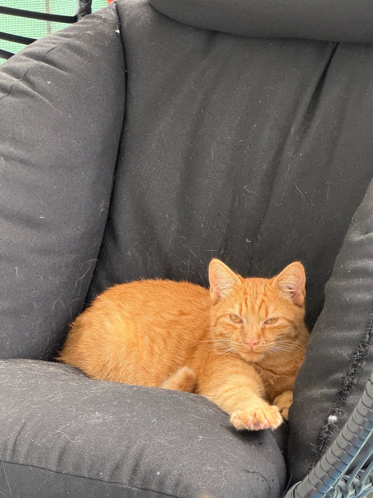 Gratis ophalen, Poes, Kortharig, 0 tot 2 jaar