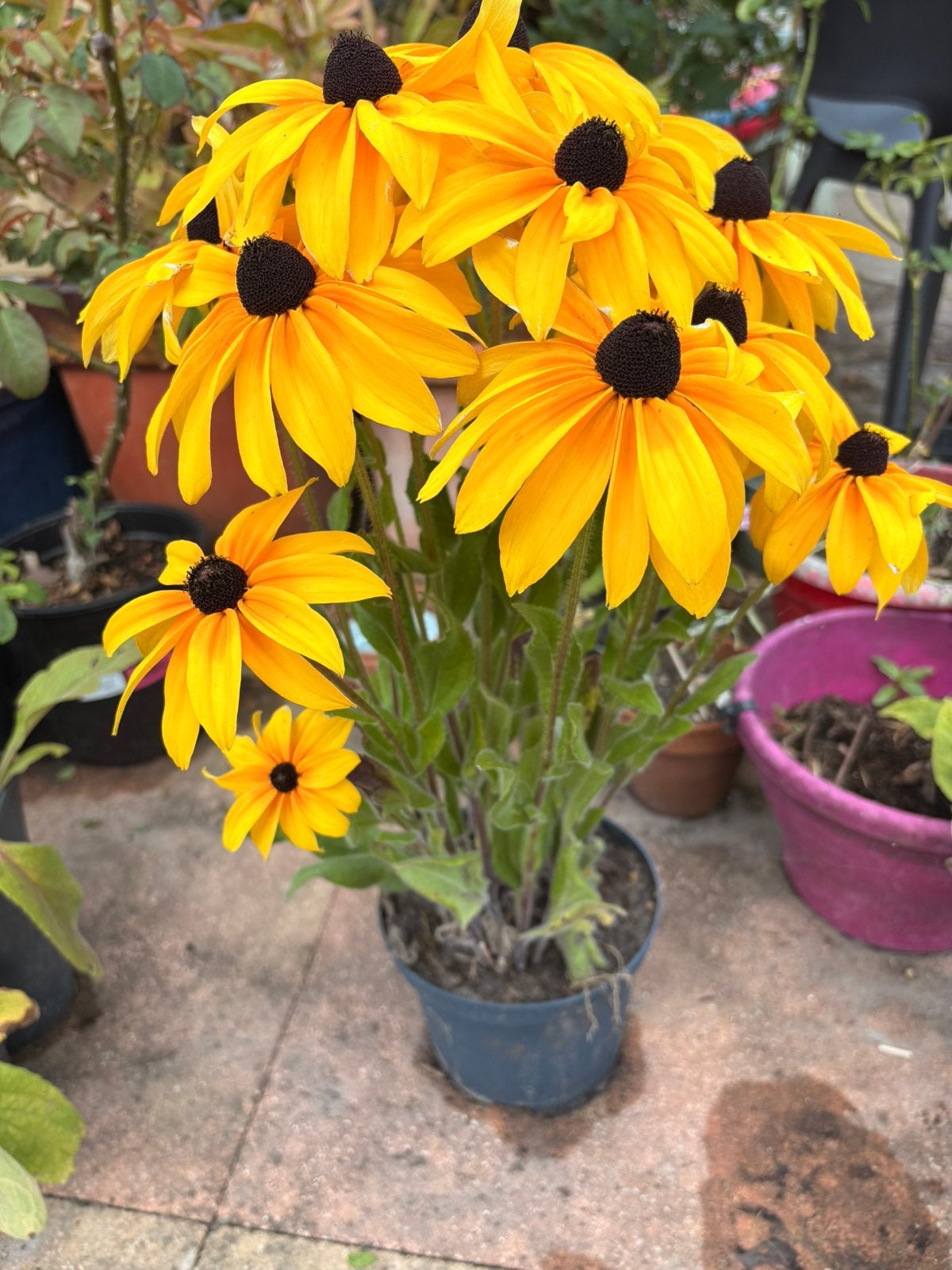 Rudbeckia– prachtige gele zonnehoed te koop, Ophalen, Vaste plant, Overige soorten, Volle zon