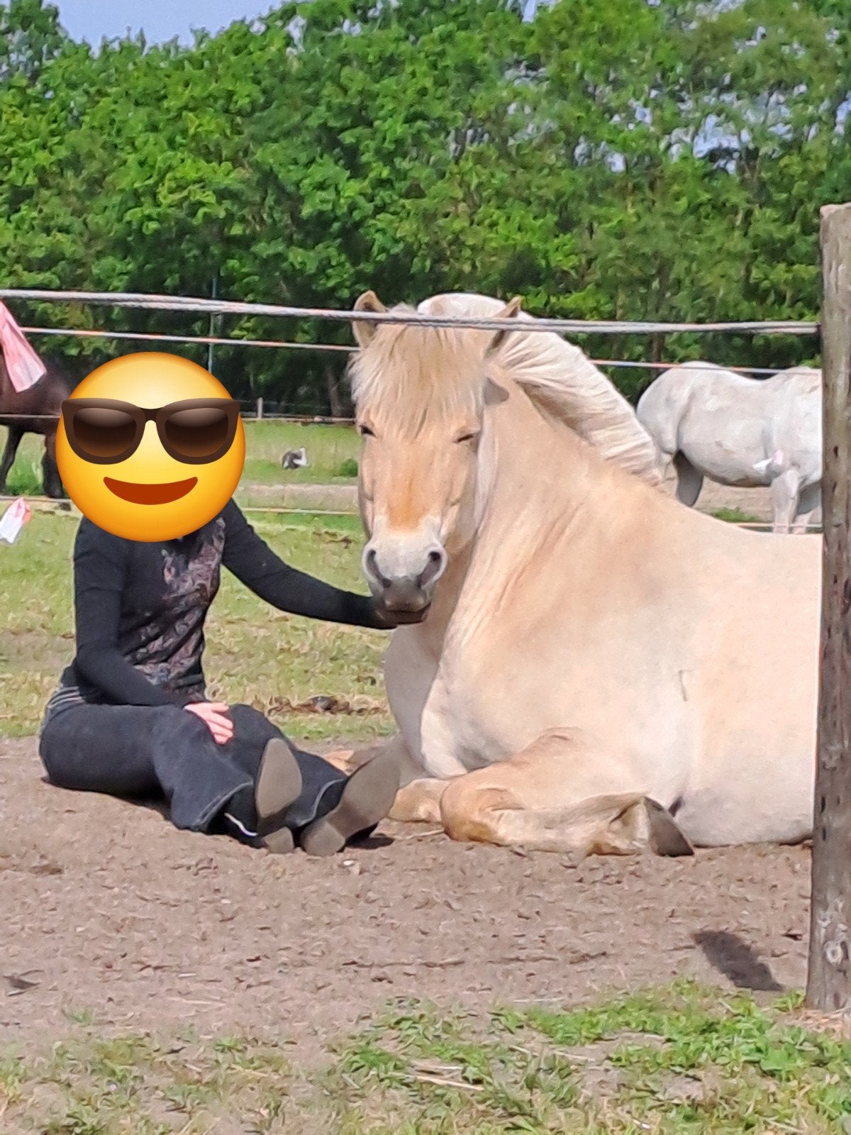 Te koop fjordmerrie. 8 jaar., Dieren en Toebehoren, Pony's, Merrie