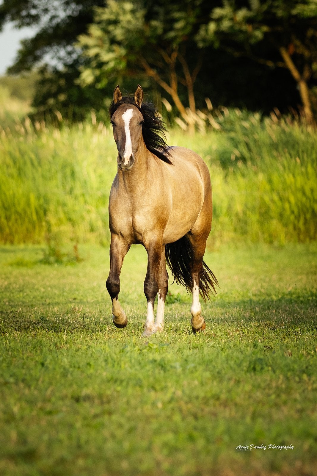 Unieke kans Criollo merrie, Dieren en Toebehoren, Paarden, Merrie, Minder dan 160 cm, Met stamboom, 0 tot 2 jaar
