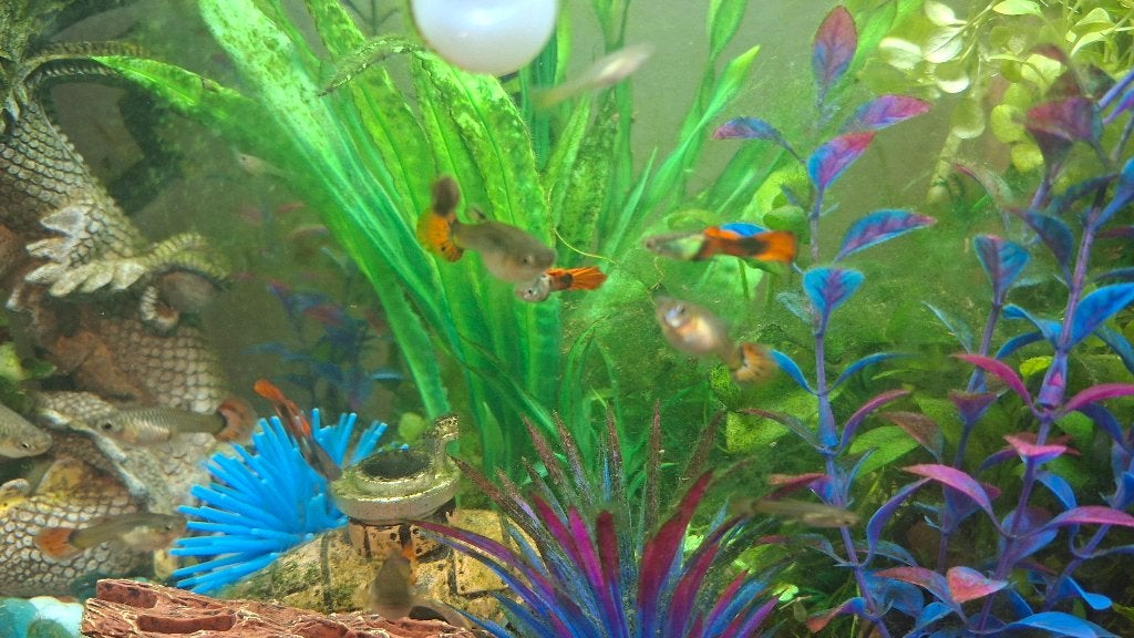 Guppies, Vis, Zoetwatervis