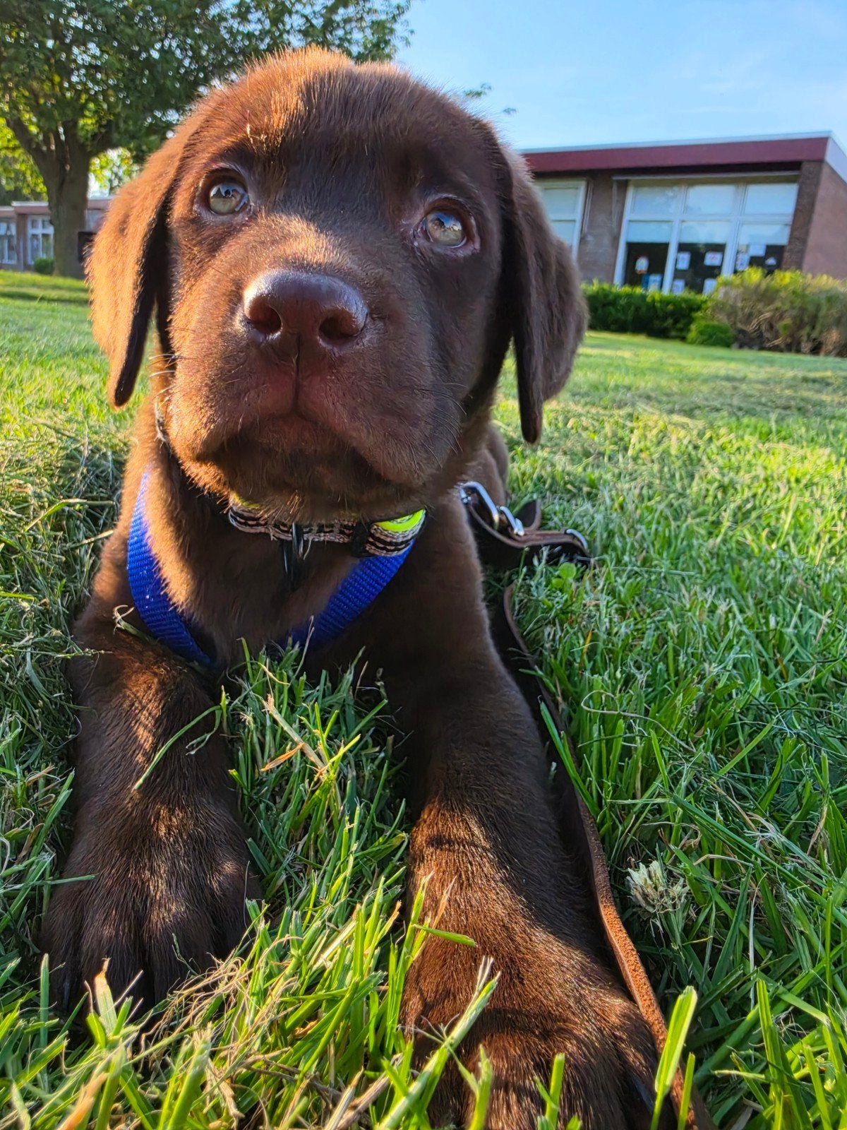 Labrador pup reu mag naar eigen plekje, Dieren en Toebehoren, Honden | Niet-rashonden, Parvo, Reu, 8 tot 15 weken, Eén hond
