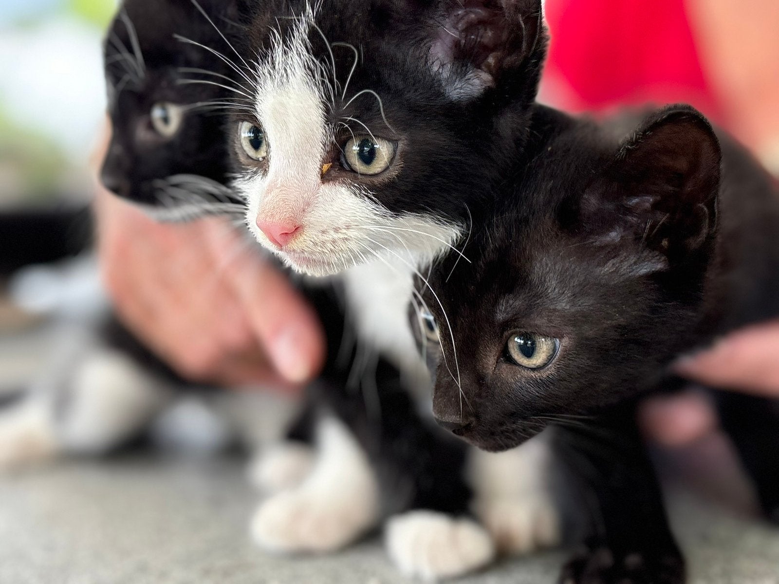 Lieve aanhankelijke boerderijkittens, 2x poes, 1x kater, Dieren en Toebehoren, Meerdere dieren, Kortharig, 0 tot 2 jaar