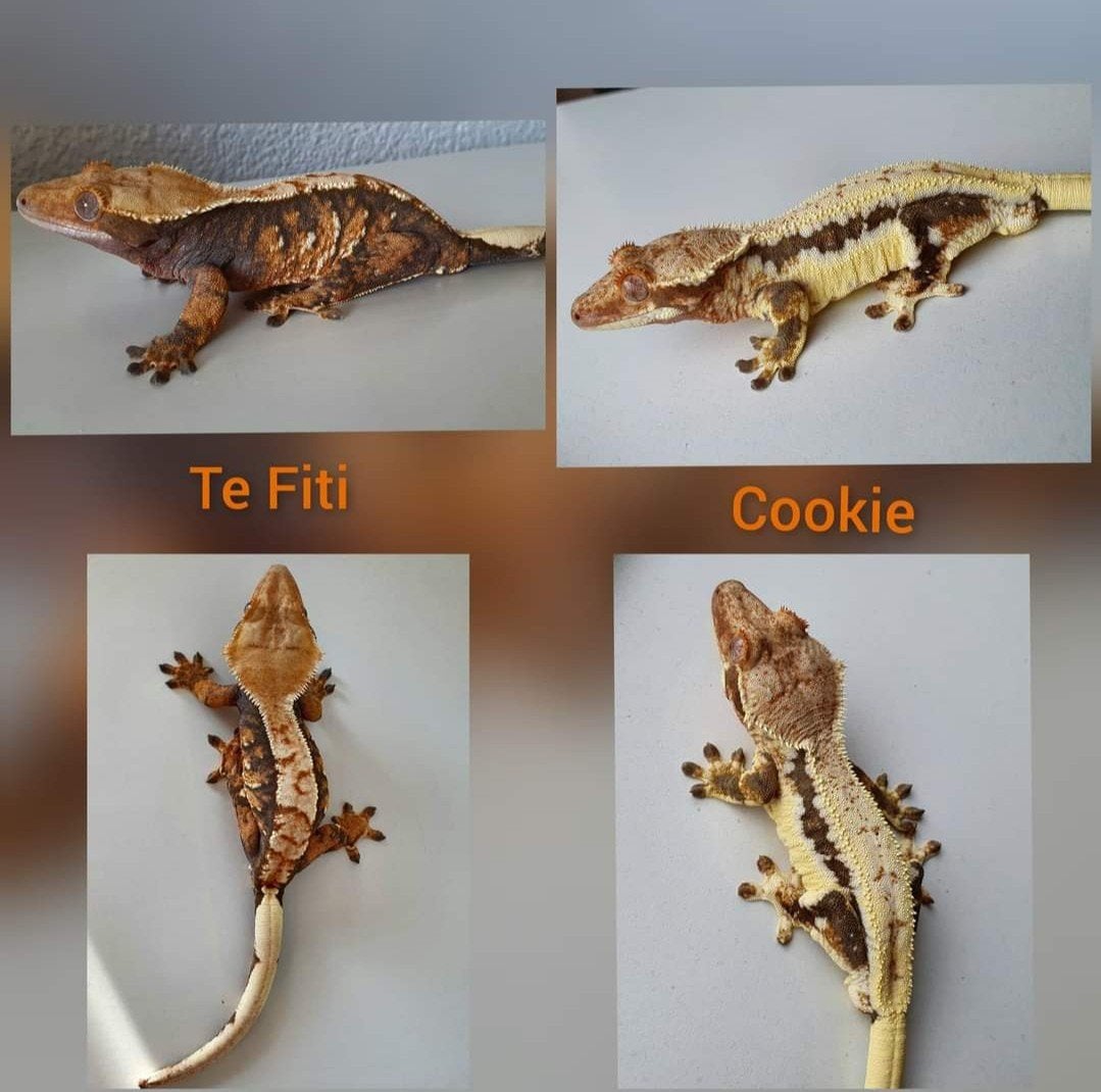 Wimpergekko man Lilly White frogbutt Crested Gecko photo 8