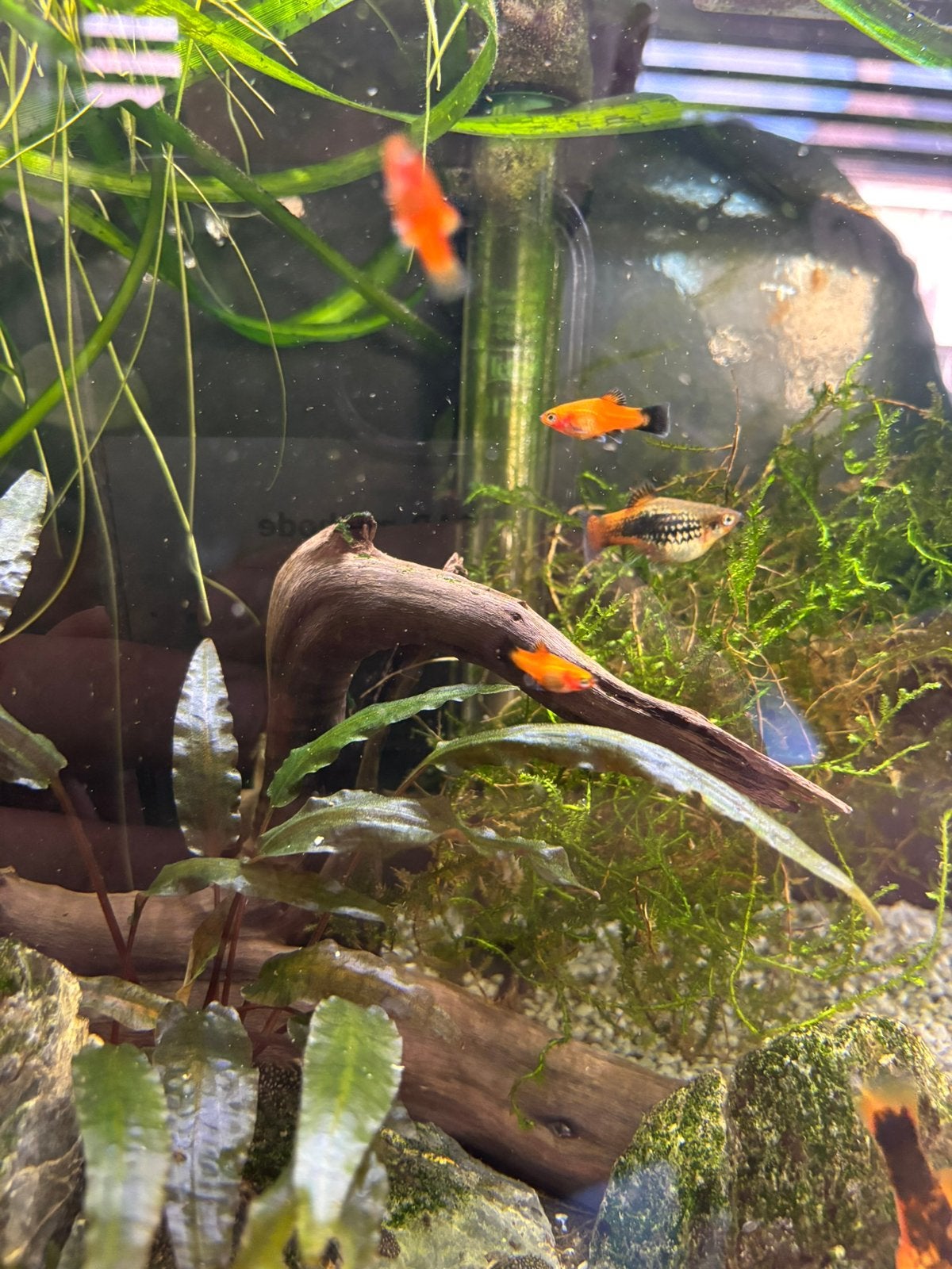 Jonge platy’s, Dieren en Toebehoren, Vissen | Aquariumvissen, Vis, Zoetwatervis, Schoolvis