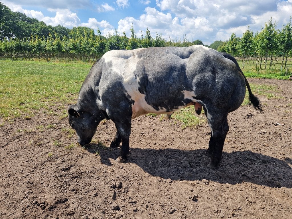 Dikbil stier, Dieren en Toebehoren, Mannelijk, 0 tot 2 jaar