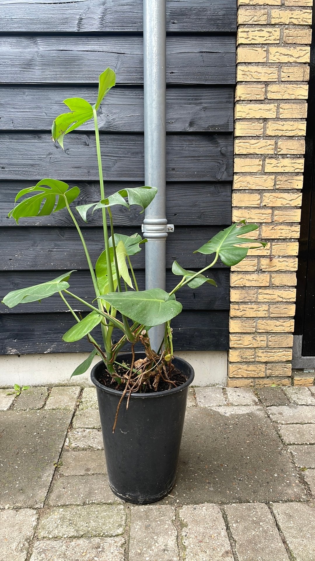 Monstera kamerplant grote bladeren groene plant, Ophalen, Overige soorten, Halfschaduw, In pot