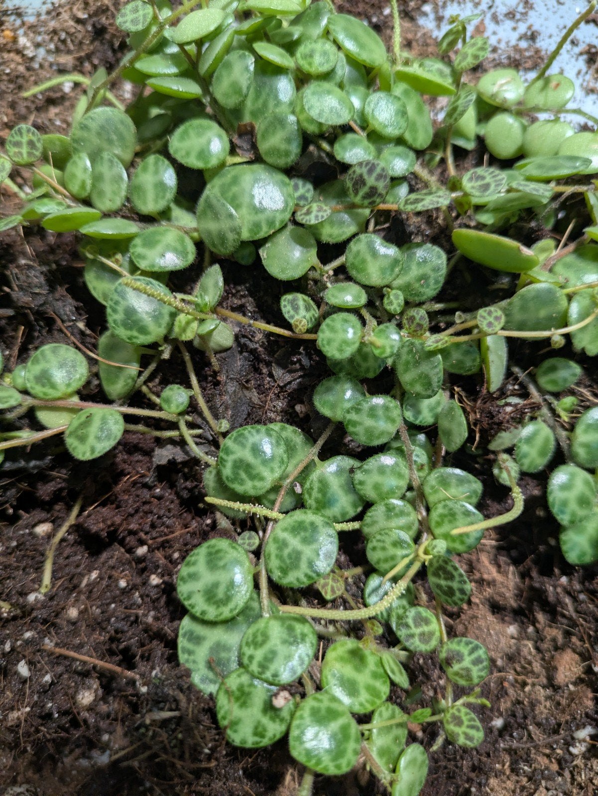 Peperomia Prostrata / String of Turtles stek, Ophalen of Verzenden, Overige soorten, Volle zon