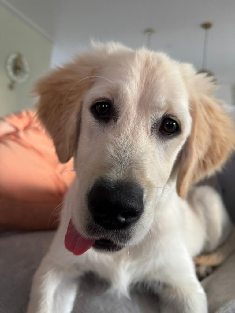 Golden Retriever Puppy, Dieren en Toebehoren, Honden | Retrievers, Spaniëls en Waterhonden, 15 weken tot 1 jaar, Reu, Eén hond