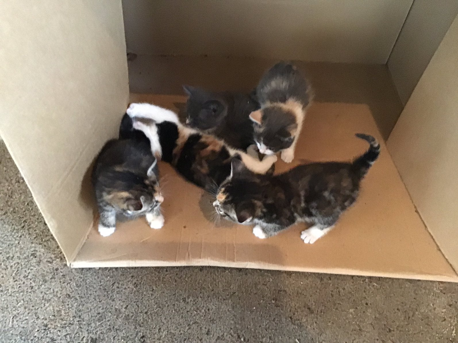 Boerderijkitten, Dieren en Toebehoren, Katten en Kittens | Overige Katten, Poes