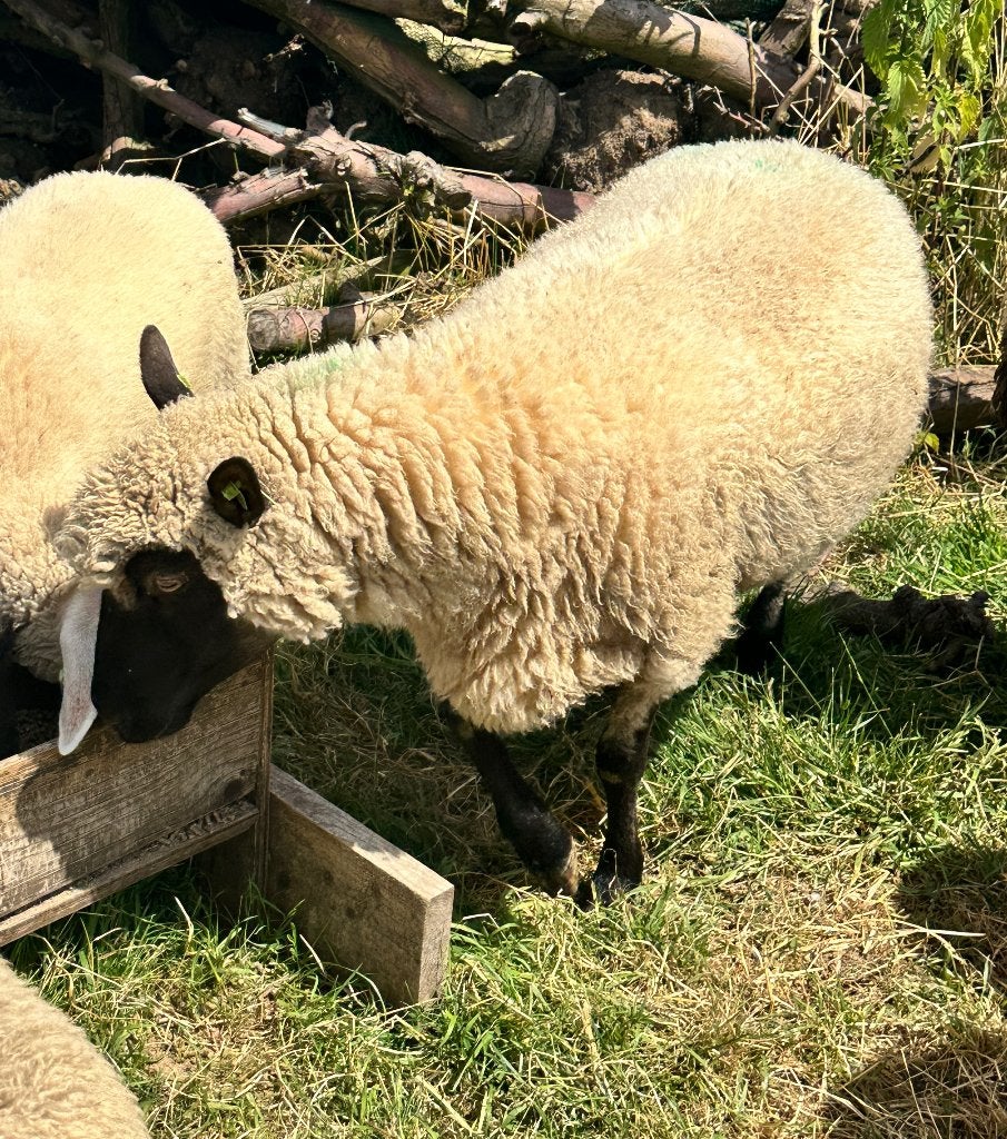 Te koop Clun forest ooien, Dieren en Toebehoren, Schapen, Geiten en Varkens, Vrouwelijk, Schaap