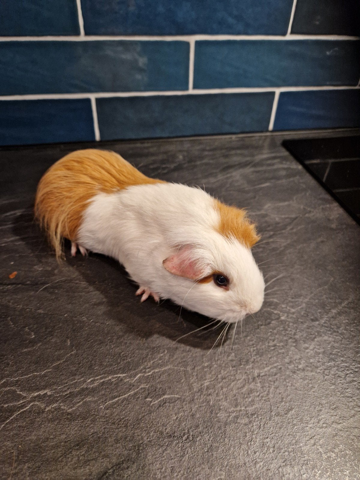 2 schattige zeugjes cavias, Dieren en Toebehoren, Juni, Vrouwelijk, Cavia