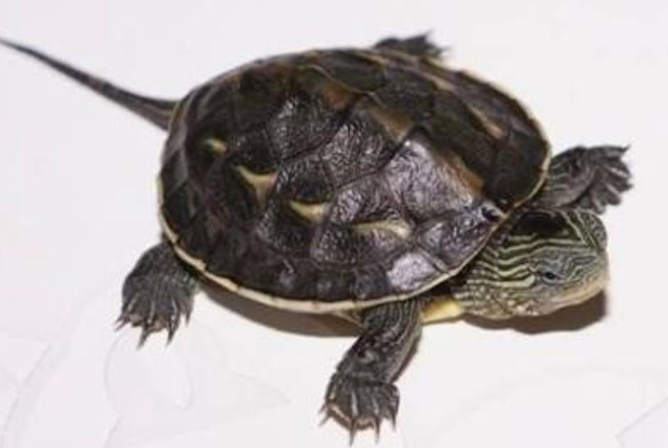 Streepnek waterschildpad babys Turtle - unknown for sale from rodents