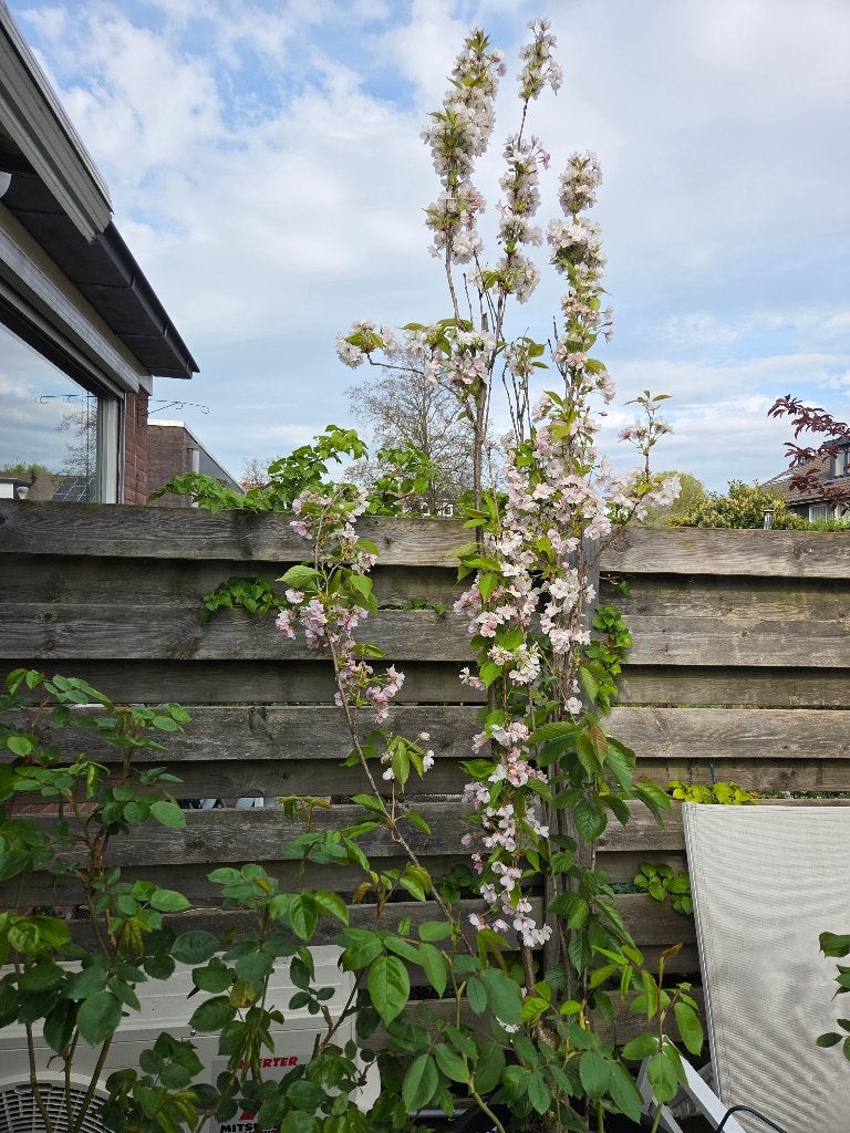 Gratis planten, Tuin en Terras, Planten | Tuinplanten, Ophalen, Overige soorten, Volle zon