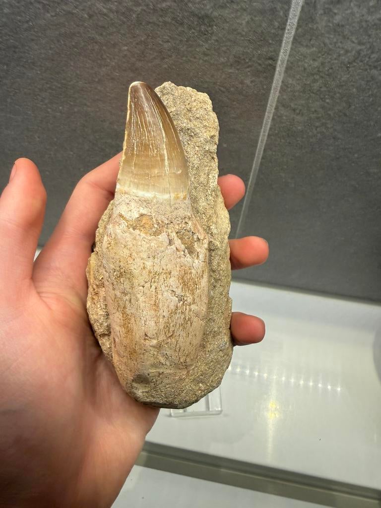 2 mosasaurus tanden op matrix - 1 volledig geworteld, Ophalen of Verzenden, Fossiel