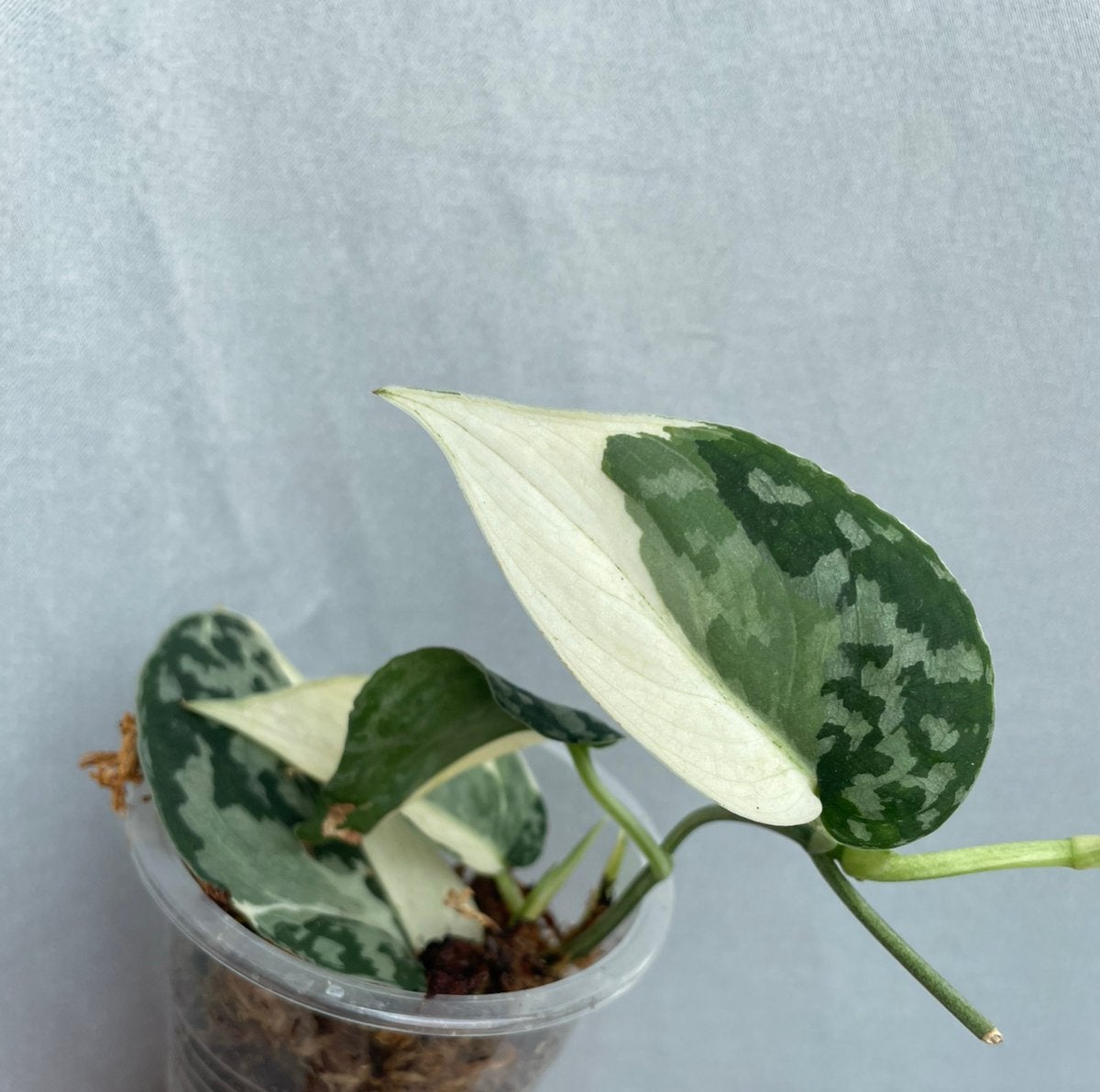 Scindapsus mayari albo variegata, Ophalen, Halfschaduw, Minder dan 100 cm