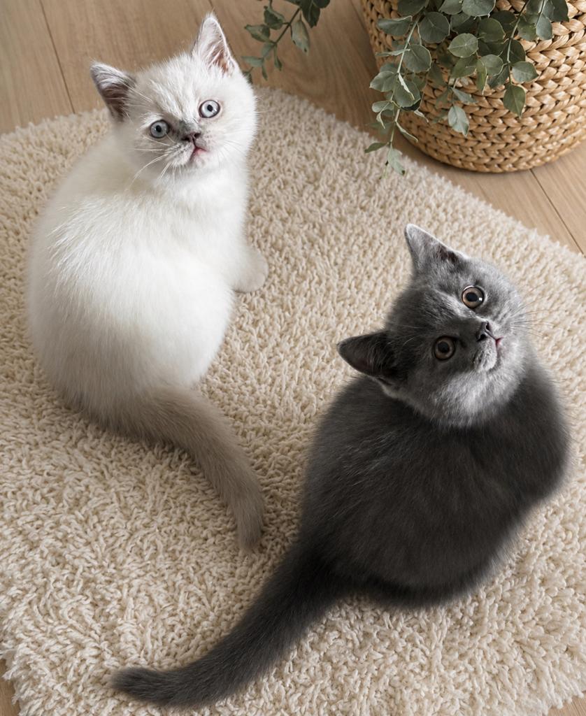 Prachtig nestje raszuivere Britse Korthaar kittens, Meerdere dieren, Ontwormd, 0 tot 2 jaar