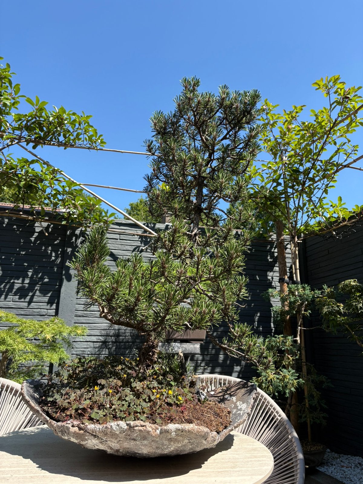 Bonsai pinus (prijswijziging!!), Tuin en Terras, Planten | Bomen, Ophalen, Bloeit niet, Halfschaduw, Overige soorten
