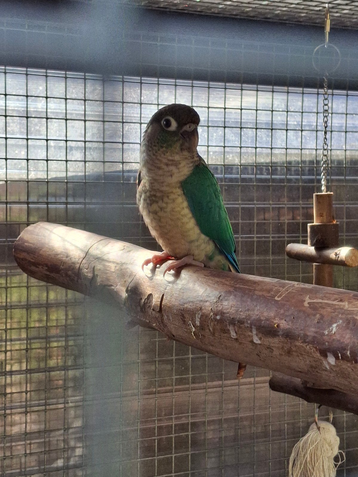 pyrrhura's wildkleur en turquoise, Dieren en Toebehoren, Vogels | Parkieten en Papegaaien, Geslacht onbekend, Parkiet, Tam