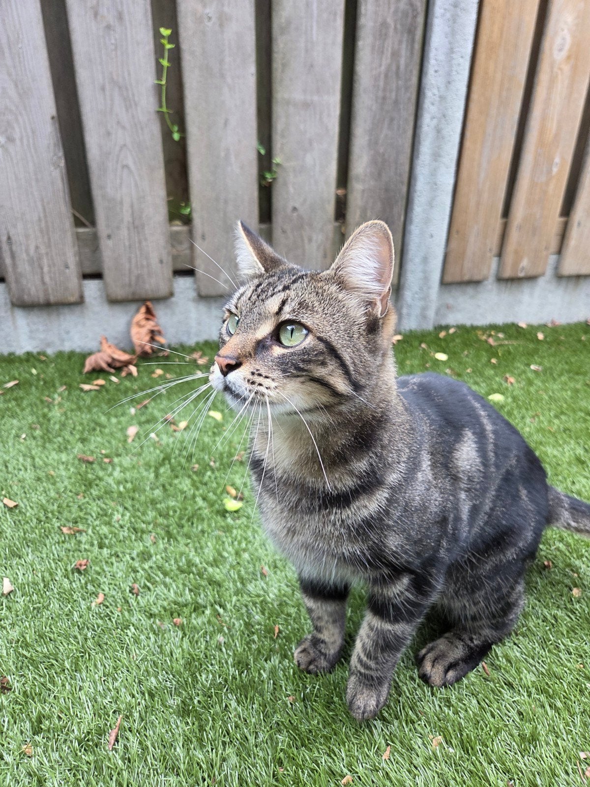 Tommy zoekt een nieuw baasje/huisje, Kater, Kortharig, 3 tot 5 jaar