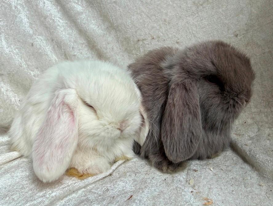 Prachtig mooi super lief koppeltje Minilop konijntjes., Dieren en Toebehoren, Konijnen, Mannelijk, Middelgroot, Hangoor