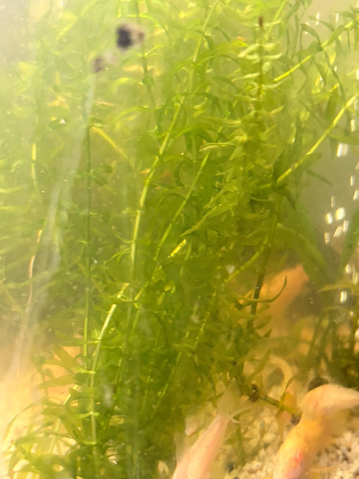 Aquarium waterplanten, waterpest(Elodea), Vis, Zoetwatervis