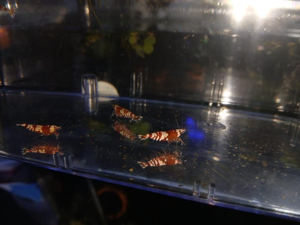 Red crystal caridina garnalen, Kreeft, Krab of Garnaal