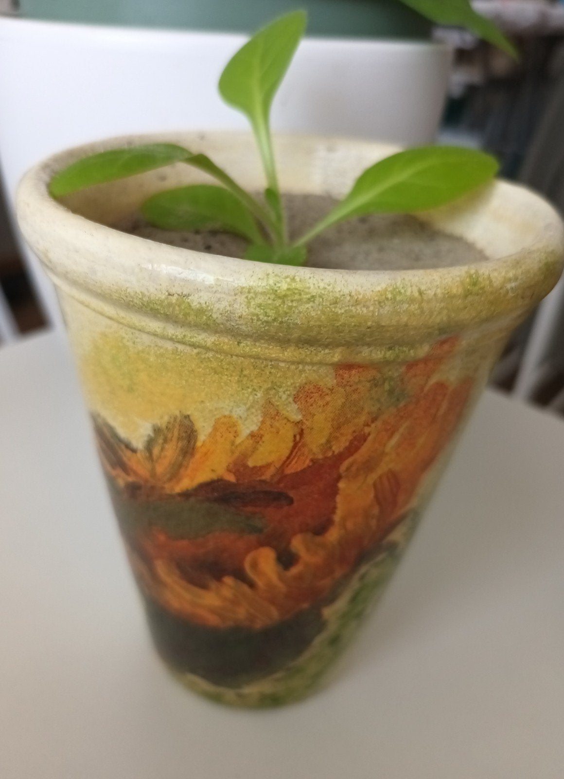 Tabaksplantje in pot - Nicotiana tabacum, Ophalen of Verzenden