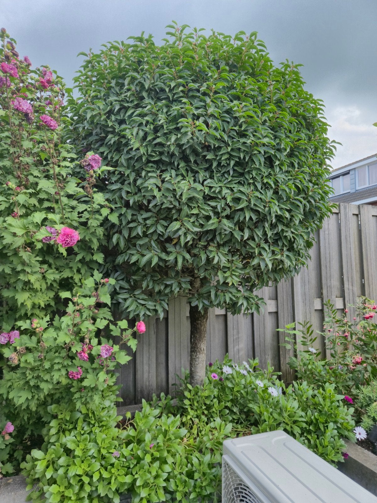 2 laurier bol bomen ca 2 m hoog en 1,2m doorsnede, Ophalen, Bolboom, 100 tot 250 cm