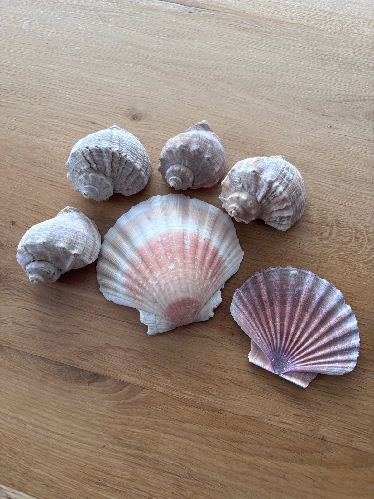 Mooie schelpen set - decoratie, Verzamelen, Ophalen of Verzenden, Gebruikt