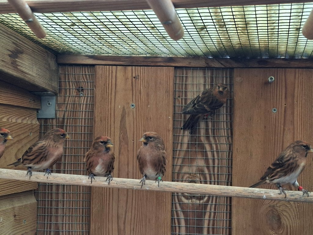 Koppel barmsijzen 2025 x 2024 wildkleur, cabaret, Meerdere dieren, Wildzangvogel, Tam