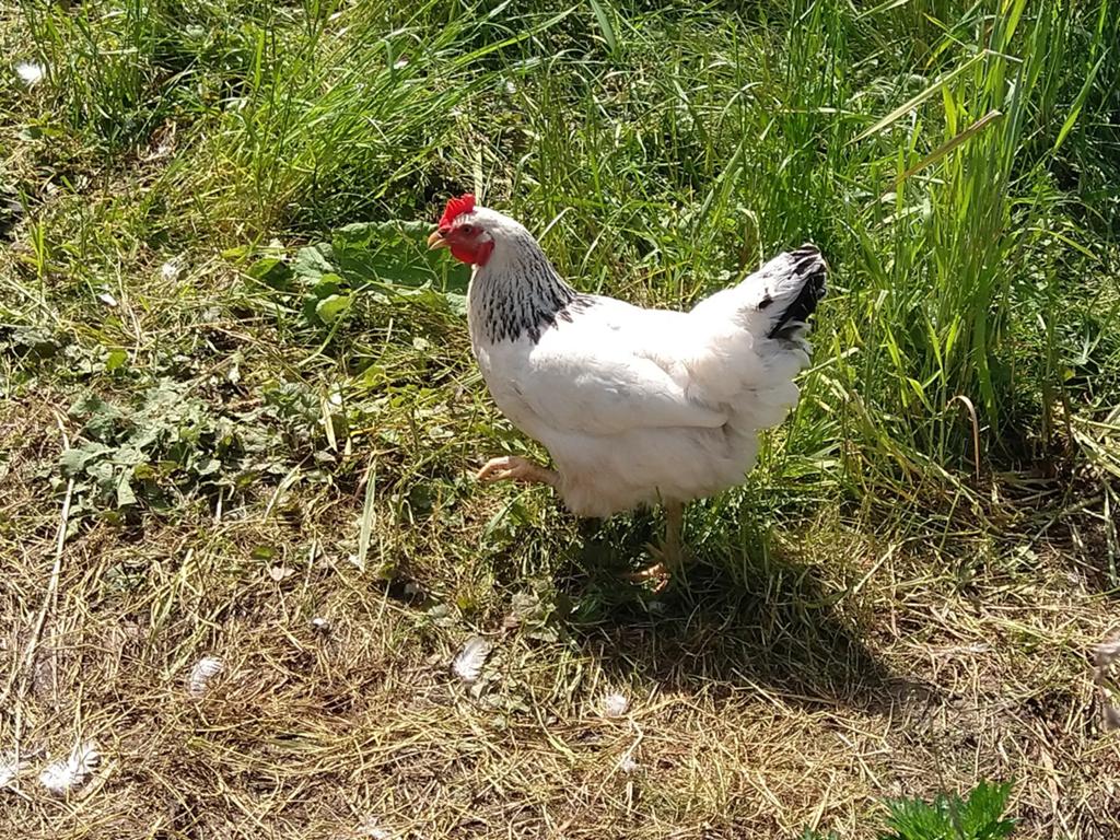 Vredelinger kippen - biologisch dubbeldoel, Dieren en Toebehoren, Pluimvee, Vrouwelijk, Kip