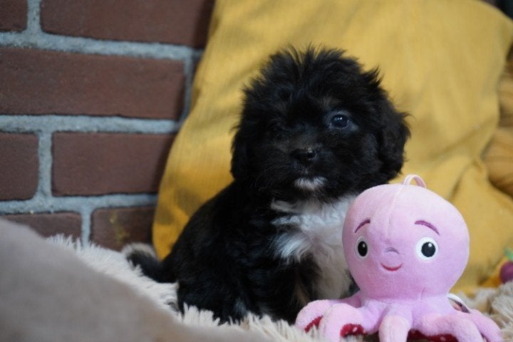 Grappige boomer pups, kruising spaniel - shih tzu, teefjes., Nederland, Overige rassen, 8 tot 15 weken, CDV (hondenziekte)