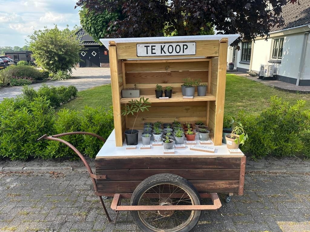 Planten/plantjes te koop, Ophalen of Verzenden, Eenjarig, Groenteplanten, Volle zon