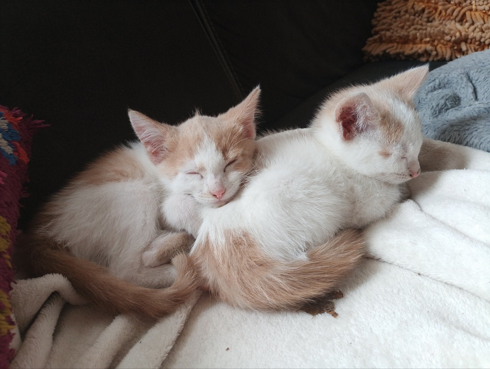 lieve kittens, Dieren en Toebehoren, Poes, Ontwormd