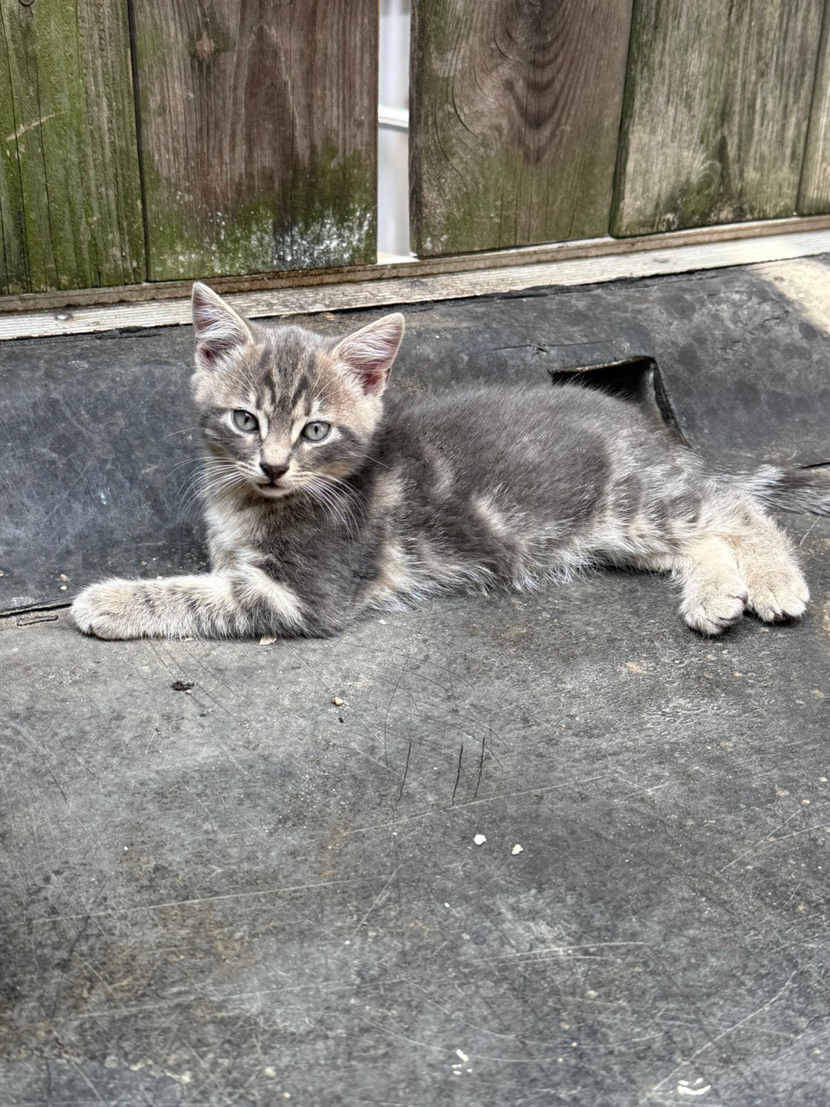 Prachtige schattige kittens half siamees/europese korthaar, Dieren en Toebehoren, Katten en Kittens | Raskatten | Korthaar, Meerdere dieren