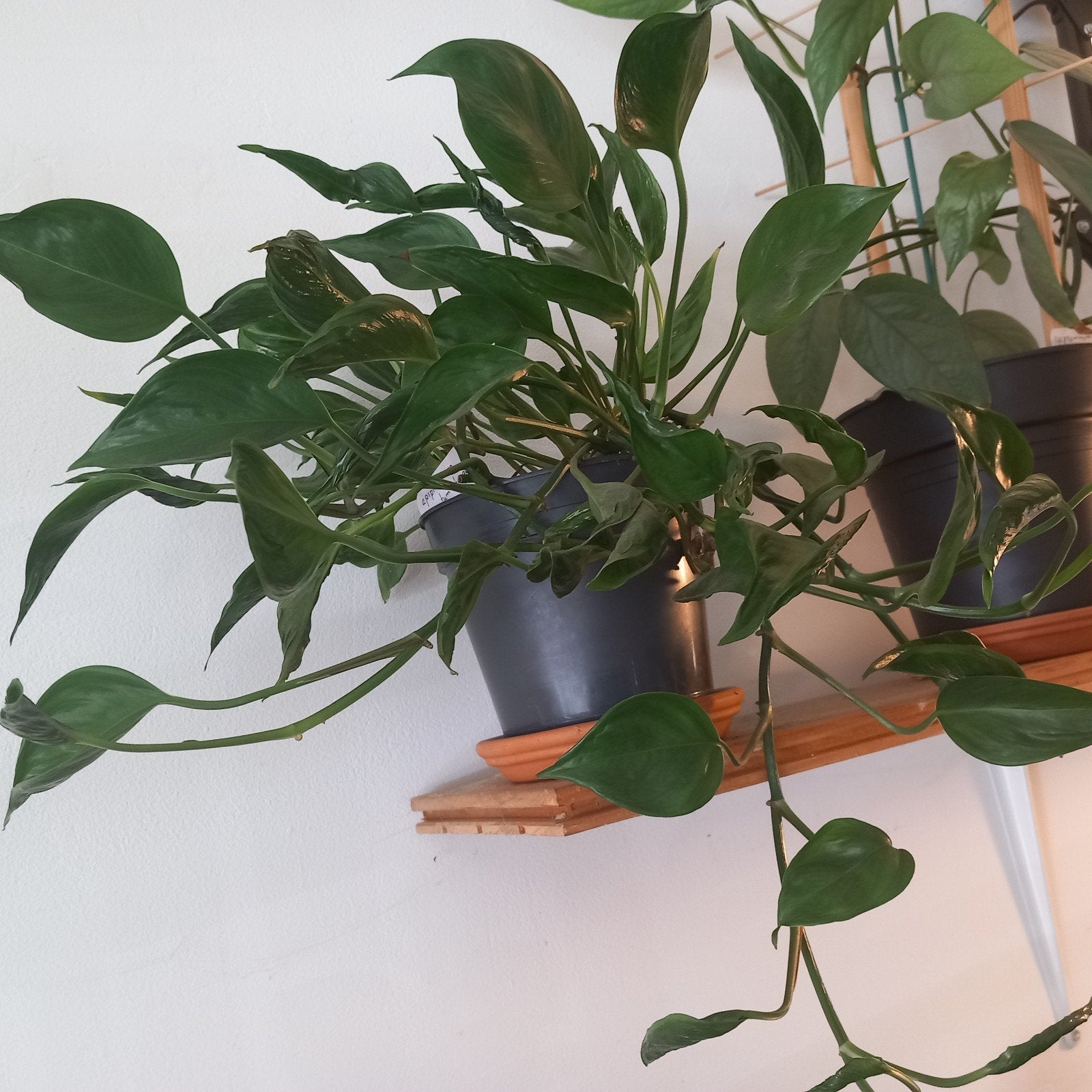Epipremnum pinnatum shangri la plant, Ophalen of Verzenden, Halfschaduw, Minder dan 100 cm