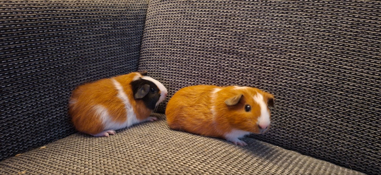 Jonge zusjes, Dieren en Toebehoren, Knaagdieren, Cavia, Augustus, Vrouwelijk, Tam