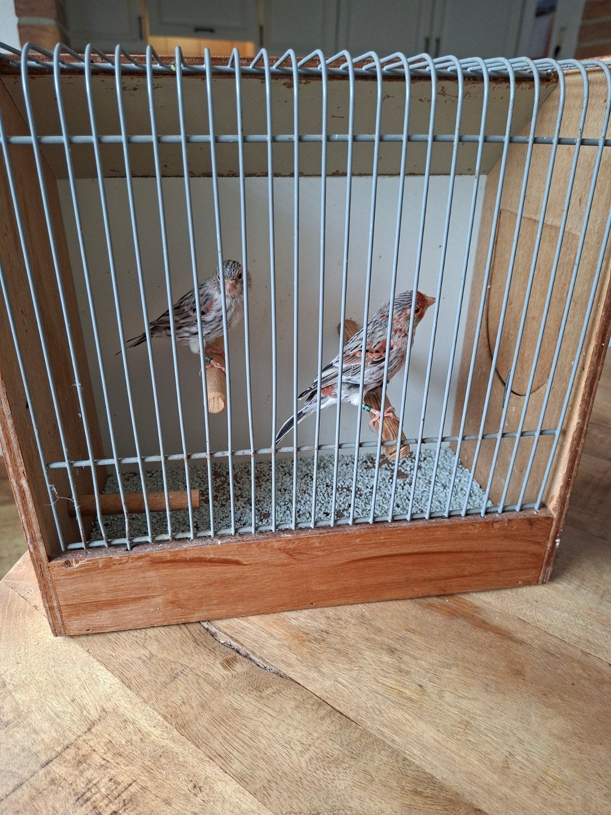 roodagaat mozaiek, Dieren en Toebehoren, Vogels | Kanaries, Meerdere dieren