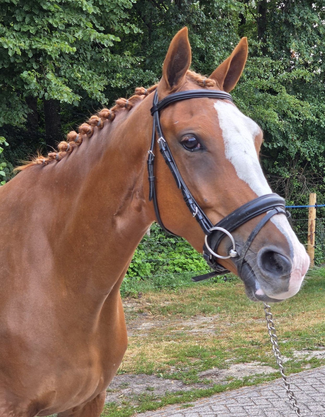 Apart mooie brave en grote Connemara's. Inruil mogelijk, Dieren en Toebehoren, Pony's, Merrie, Zadelmak, 3 tot 6 jaar
