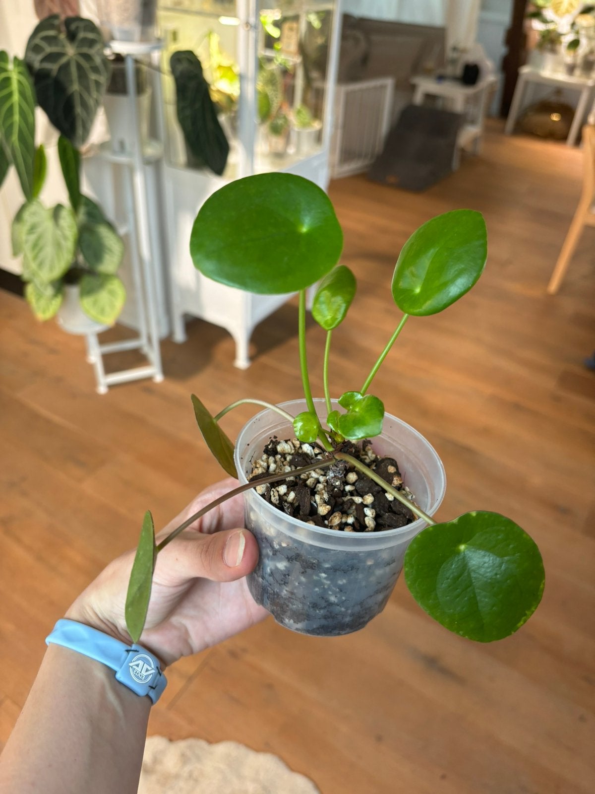 Pannenkoekplant pannenkoekenplant pilea peperomioides, Huis en Inrichting, Kamerplanten, Ophalen, Halfschaduw, Minder dan 100 cm