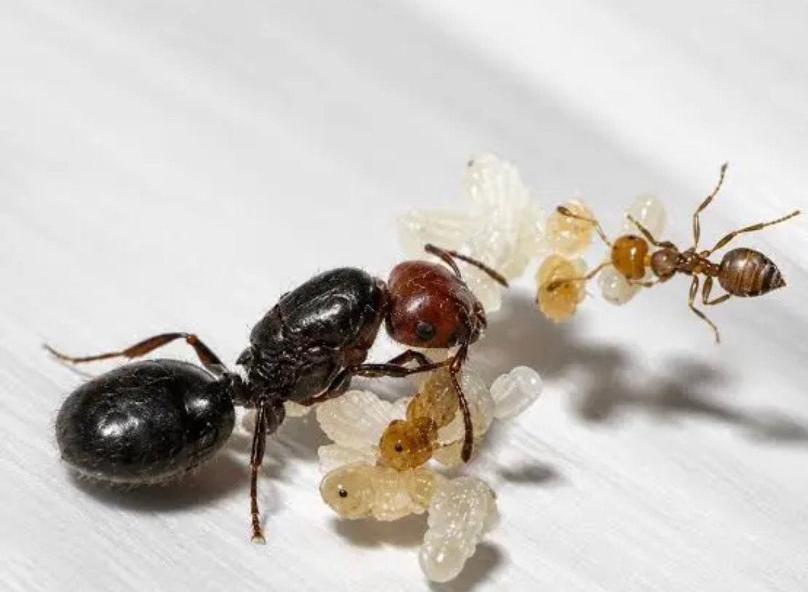Crematogaster scutellaris 1q 3-10 werksters / mieren kolonie