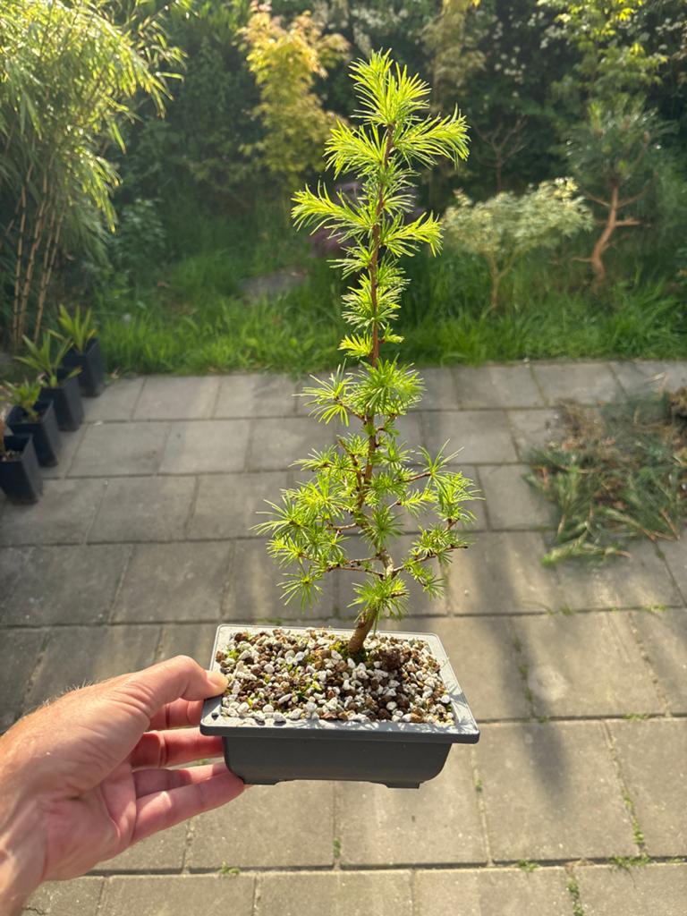 Jonge Larix Bonsai - Ideaal voor beginners, Volle zon, Vaste plant, Bloeit niet, Ophalen