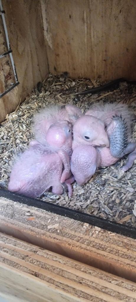 Jonge roestkop caiques om tam te maken  ze zijn gereserveer, Dieren en Toebehoren, Vogels | Parkieten en Papegaaien, Dwergpapegaai of Agapornis