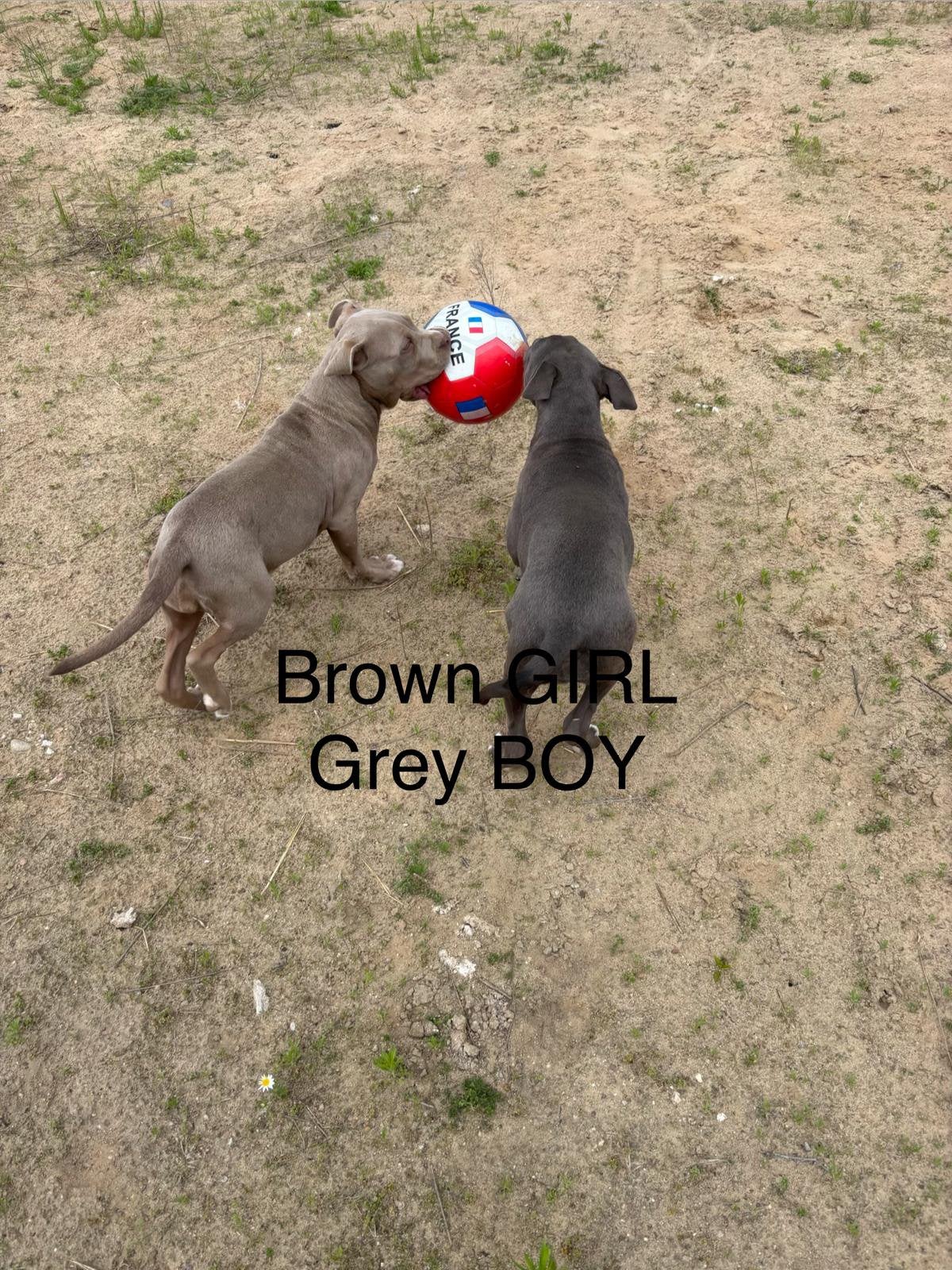 FANTASTIC AMERICAN BULLY  XL PUPPIES for sale !, Parvo, Overige rassen, 8 tot 15 weken, Meerdere