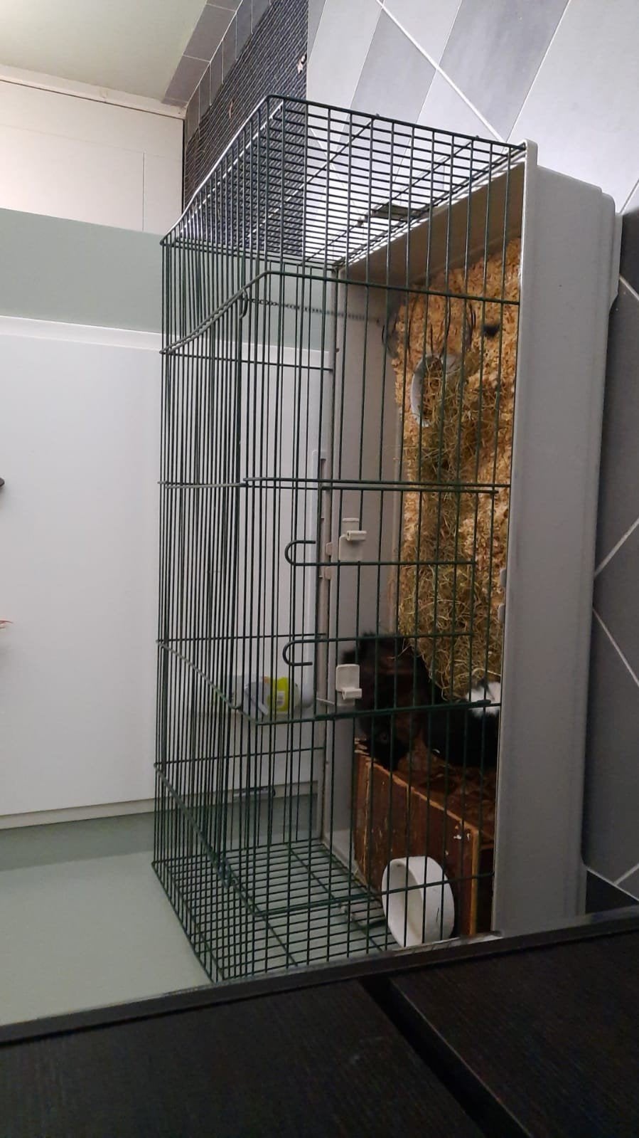Kooi, Ophalen of Verzenden, Kooi, Cavia, Minder dan 60 cm